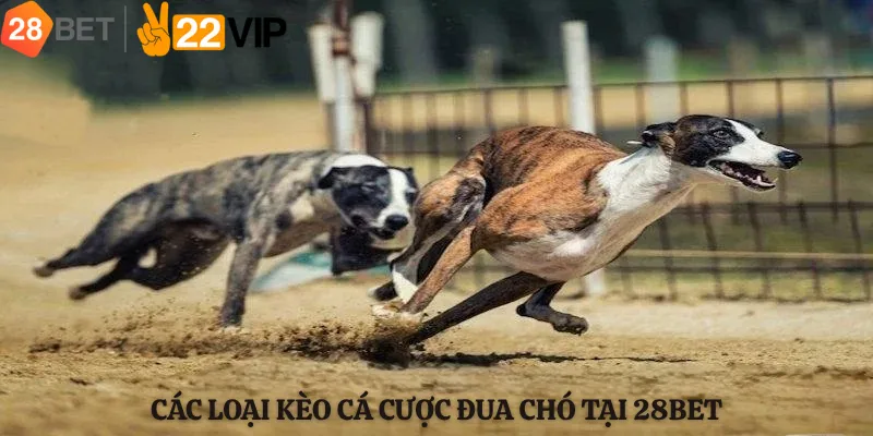 Các Loại Kèo Cá Cược Đua Chó Tại 28bet