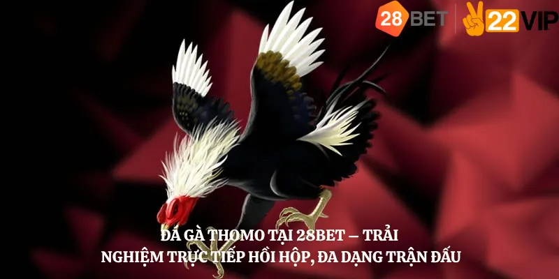 Đá gà Thomo tại 28bet – Trải nghiệm trực tiếp hồi hộp, đa dạng trận đấu